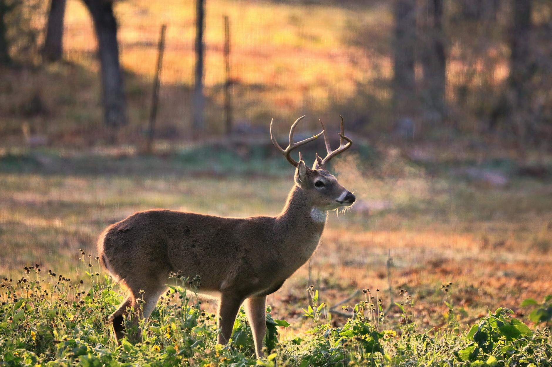 Watching My Brother Teach His Sons to Hunt: Lessons in Responsibility and Restraint