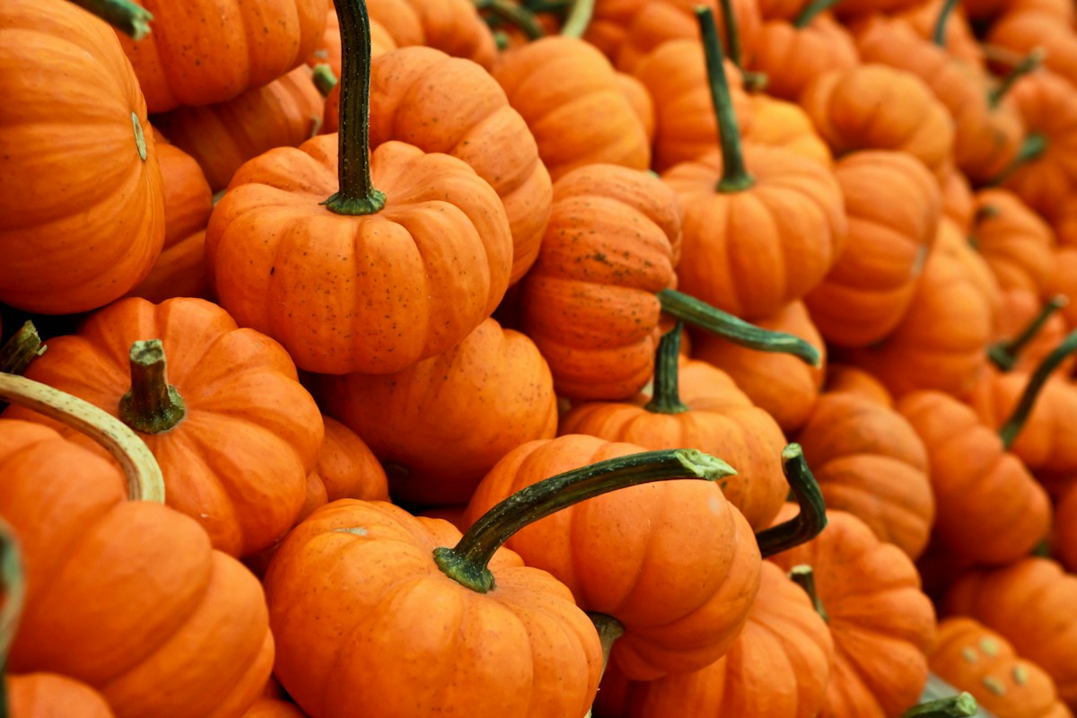 Autumn pumpkins in warm seasonal colors.