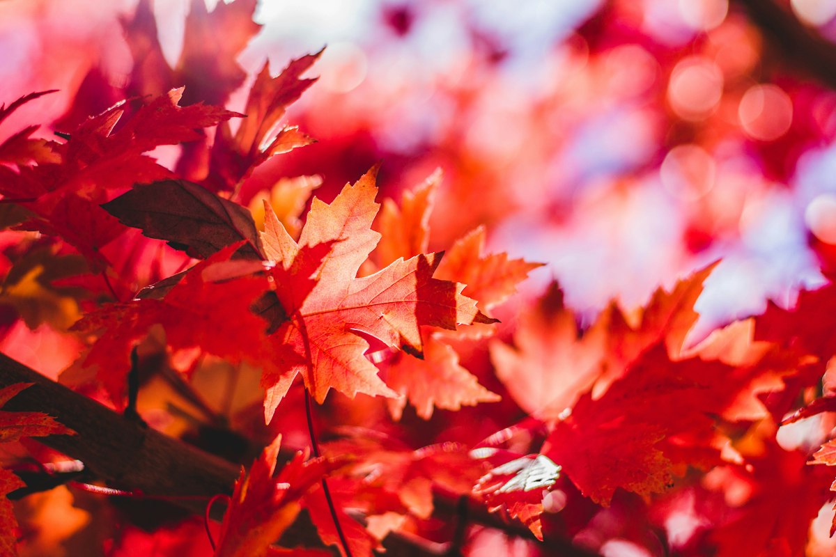 Sunlight passing through red autumn leaves, with one sharply detailed leaf against a soft background.